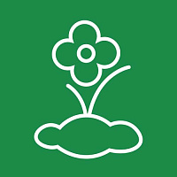 Рассада цветов Рассада цветов