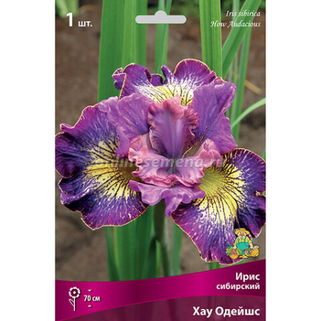 Ирис Хау Одейшс (Сибирский) 1шт (Поиск)