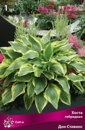 Хоста Дон Стивенс 1шт (Поиск)