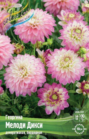 Георгина Мелоди Дикси 1шт (Колорлайн)