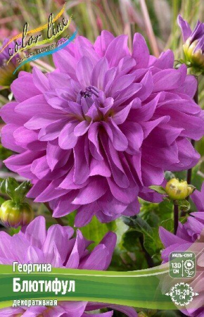 Георгина Блютифул 1шт (Колорлайн)