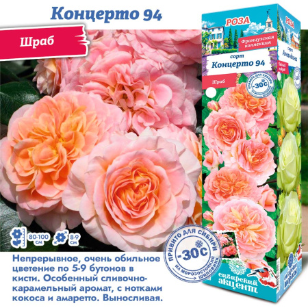 Роза Концерто 94 (Шраб) 1шт (Сиб сад)