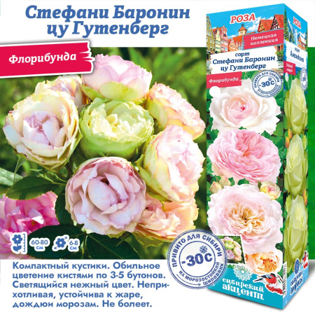 Роза Стефани Баронин цу Гутенберг (Флорибунда) 1шт (Сиб сад)