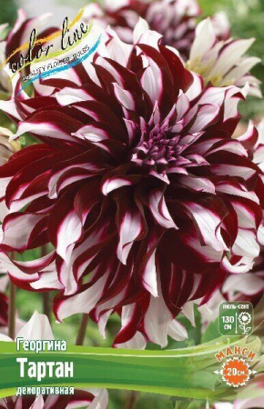 Георгина Тартан 1шт (Колорлайн)