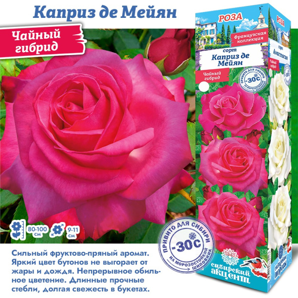 Роза Каприз де Мейян (Чайно-гибридная) 1шт (Сиб сад)