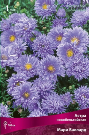 Астра Мари Баллард 1шт (Поиск)