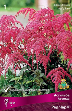Астильба Ред Чарм 1шт (Поиск)