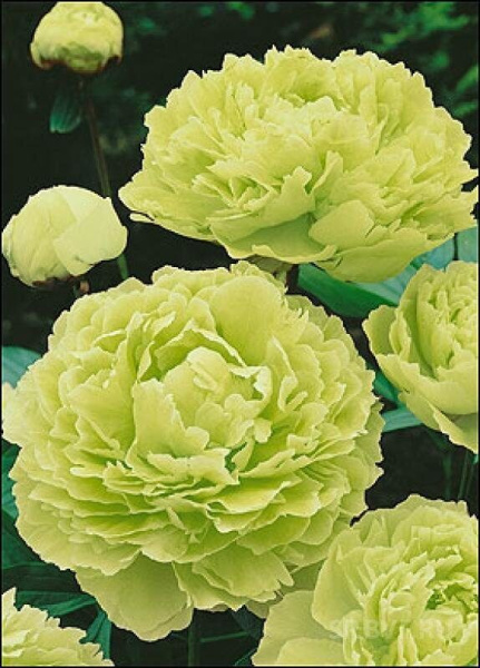 Пион Зеленые Бобы ДР/привитый (коробка) 1шт (Поиск)