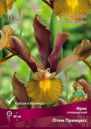 Ирис Отемн Принцесс (Голландский) 6/7 10шт (Поиск)