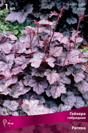 Гейхера Регина 1шт (Поиск)