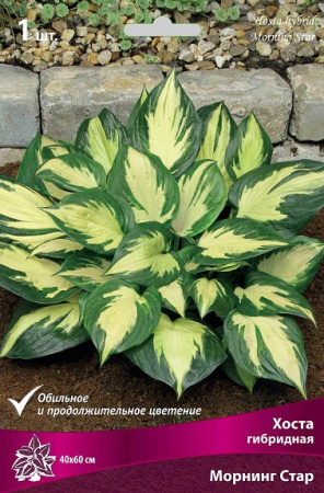Хоста Морнинг Стар 1шт (Поиск)