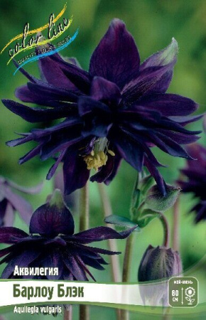 Аквилегия Барлоу Блэк 2шт (Колорлайн)