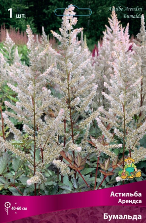 Астильба Бумальда 1шт (Поиск)