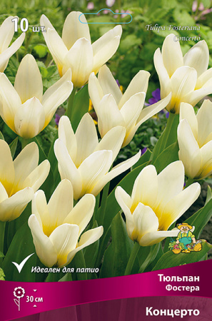 Тюльпан Концерто 10/11 10шт (Поиск)