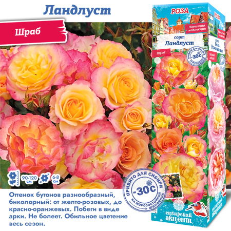 Роза Ландлуст (Шраб) 1шт (Сиб сад)