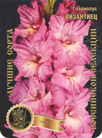 Гладиолус Византиец 565,Фотин Экстра 7шт (Ф)
