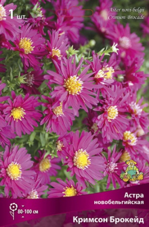 Астра Кримсон Брокейд 1шт (Поиск)