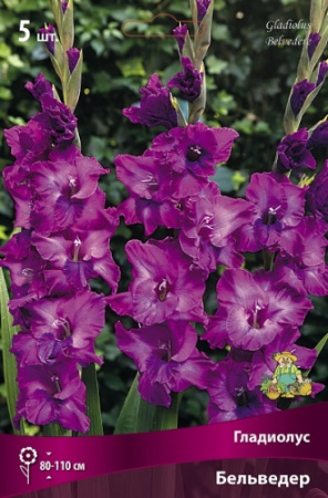 Гладиолус Бельведер 10/12 5шт (Поиск)