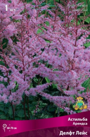Астильба Делфт Лейс 1шт (Поиск)