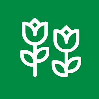 Тюльпаны Тюльпаны