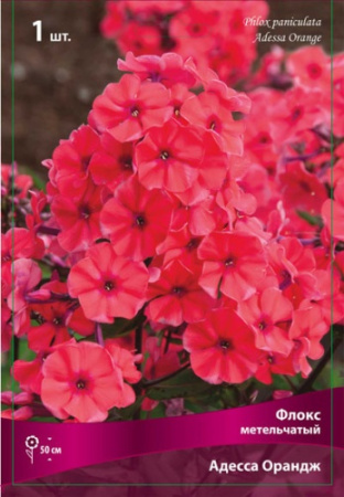 Флокс Адесса Ориндж 1шт (Поиск)