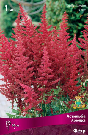 Астильба Феэр 1шт (Поиск)
