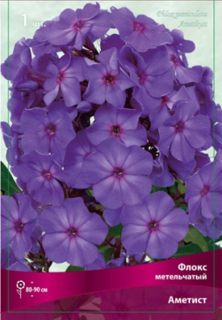 Флокс Аметист 1шт (Поиск)