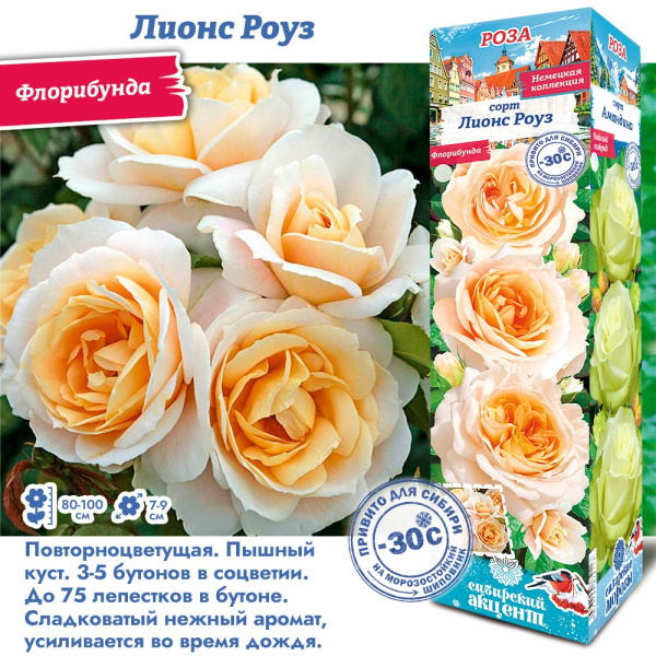 Роза Лионс Роуз (Флорибунда) 1шт (Сиб сад)