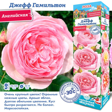 Роза Джефф Гамильтон (Английская) 1шт (Сиб сад)