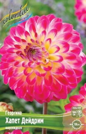 Георгина Хапет Дейдрим 1шт (Колорлайн)