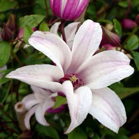 Клематис Принцесс Кейт (капер) 1шт (Поиск)