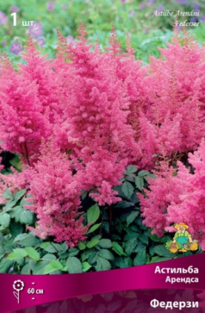 Астильба Федерзи 1шт (Поиск)