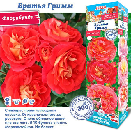 Роза Братья Гримм (Флорибунда) 1шт (Сиб сад)