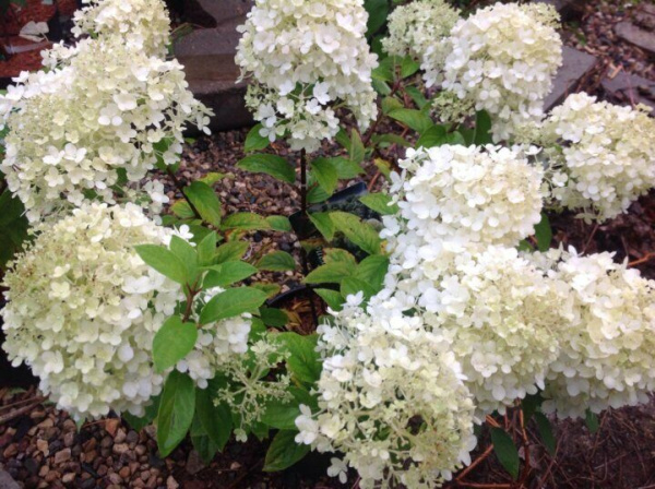 Гортензия Литтл Альф (Метельчатая) 1шт (Поиск)