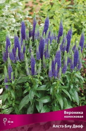 Вероника Алстэ Блу Двоф 1шт (Поиск)