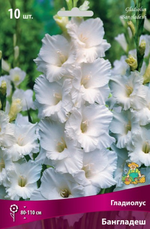 Гладиолус Бангладеш 10/12 10шт (Поиск)