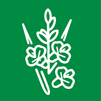 Гладиолусы Гладиолусы