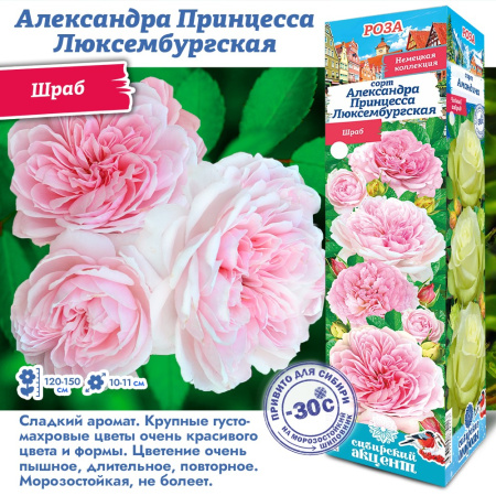 Роза Александра Принцесса Люксембургская (Шраб) 1шт (Сиб сад)