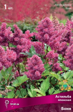 Астильба Бонн 1шт (Поиск)