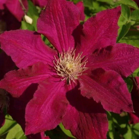 Клематис Солидарность (туба Р9) 1шт (Колорлайн)