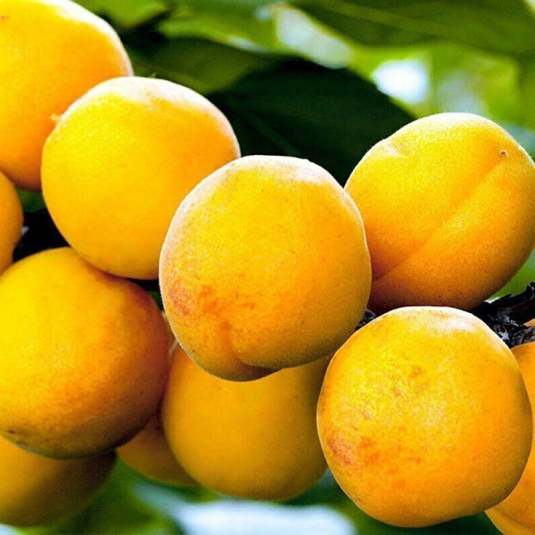 Абрикос Сибиряк Байкалова сеяный (саженец с этикеткой) 1шт (Сиб Сад)