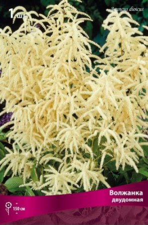 Волжанка двудомная 1шт (Поиск)