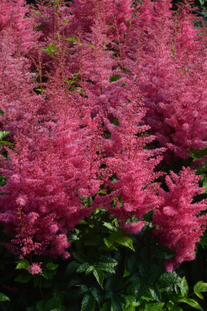 Астильба Биг Бэнд 1шт (Поиск)