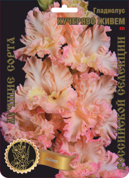 Гладиолус Кучеряво Живем 435,Фотин 1 р-р 7шт (Ф)