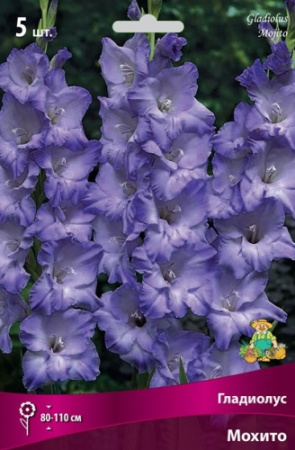 Гладиолус Мохито 12/14 5шт (Поиск)