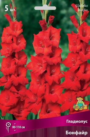 Гладиолус Бонфайр 12/14 5шт (Поиск)