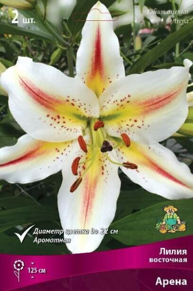 Лилия Арена (Восточный гибрид) 12/14 2шт (Поиск)