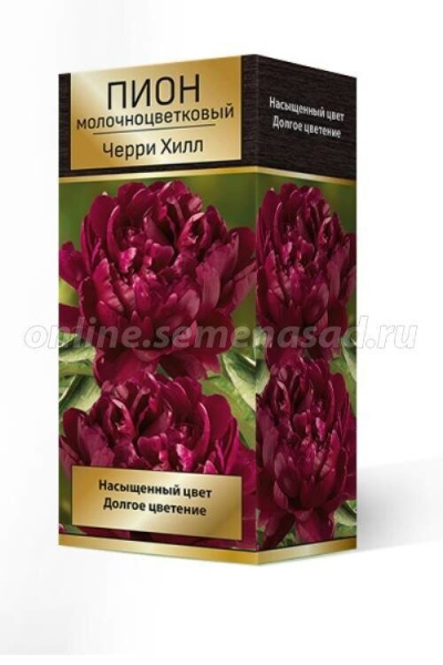 Пион Черри Хилл 2/3 1шт (Поиск)