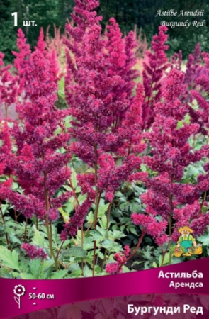 Астильба Бургунди Ред 1шт (Поиск)