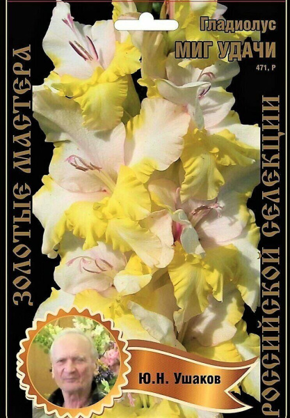 Гладиолус Миг Удачи 471,Ушаков 2 р-р 7шт (Ф)